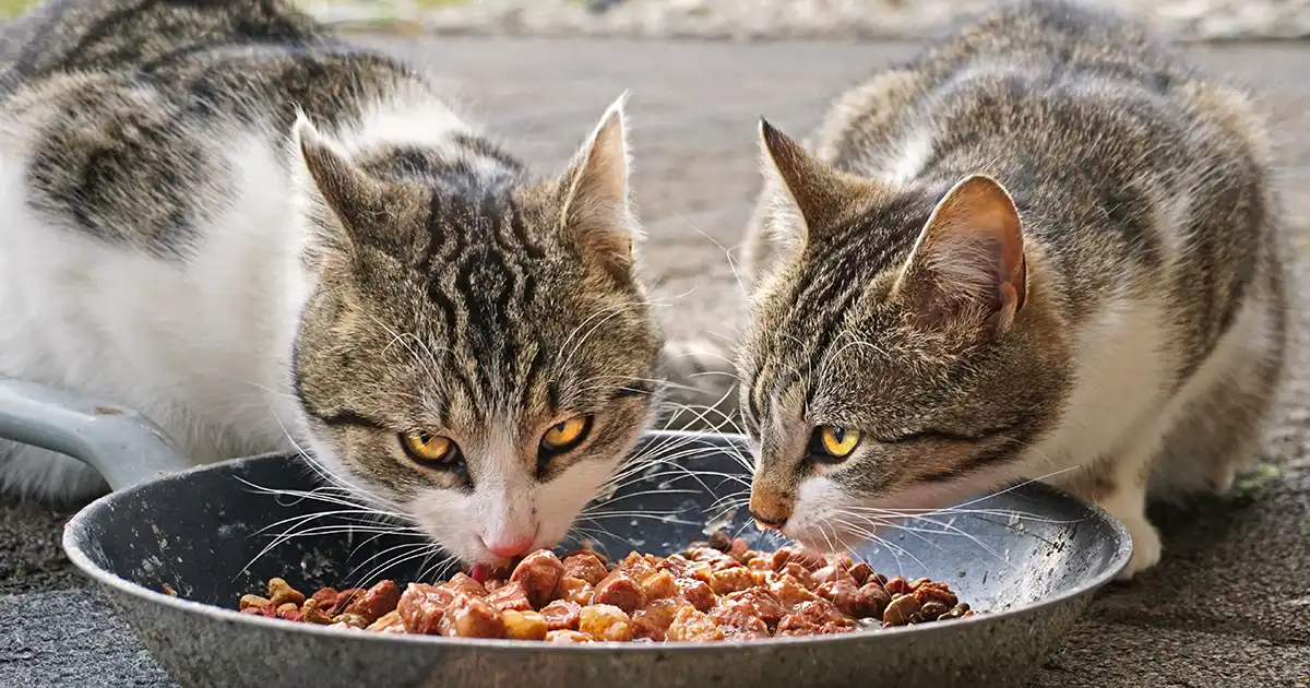 Natvoer vs Droogvoer Welke keuze maakt je kat gezonder