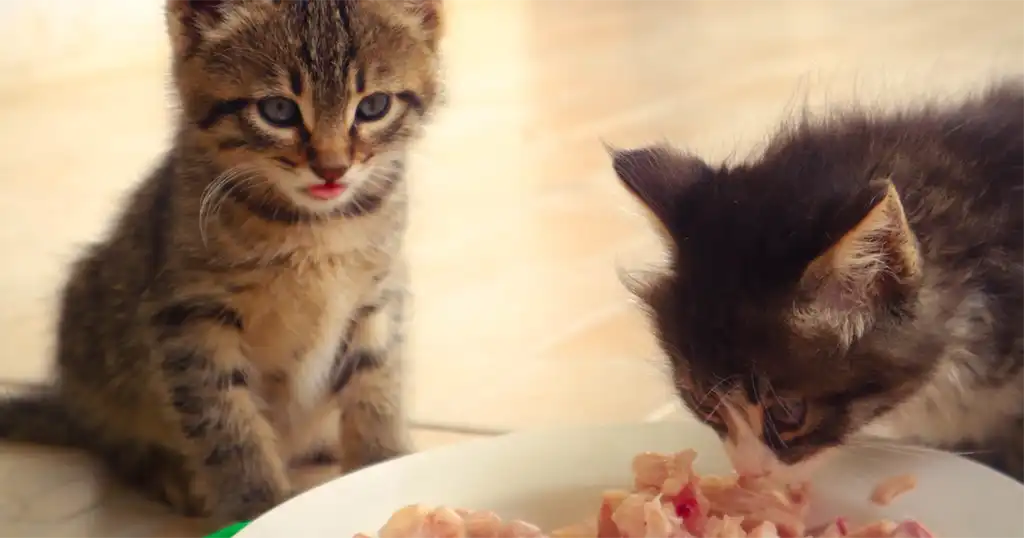 Kat heeft diarree van nieuwe voeding