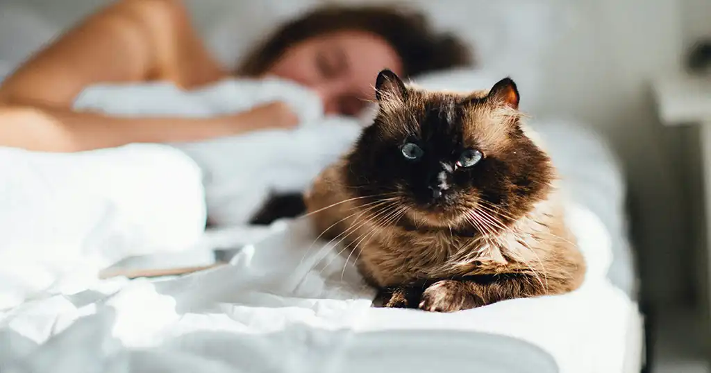 Help! Kat houdt me wakker? Dit zijn de 4 hoofdoorzaken en oplossingen