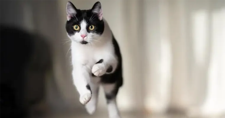 Waarom mijn kat 's nachts rent