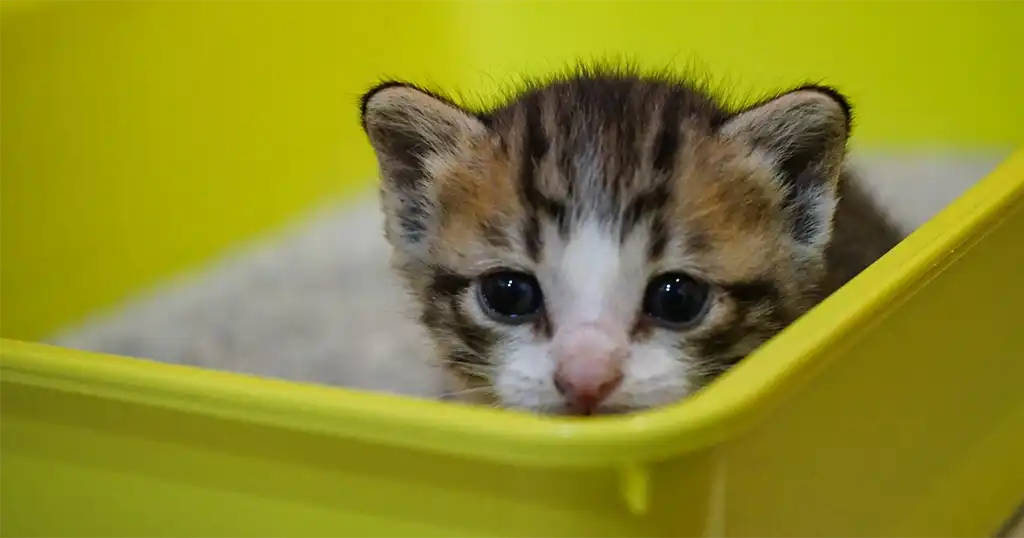 Kitten zindelijk maken