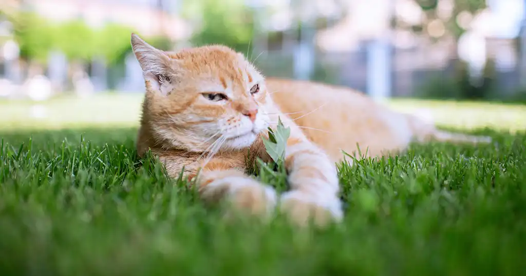 Kat drinkt weinig water