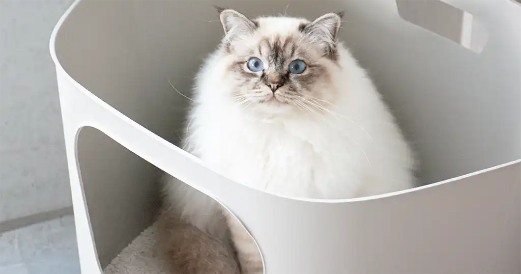 Bentoniet kattenbakvulling