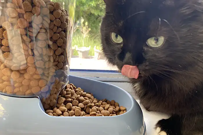 Gezond kattenvoer met dierlijke eiwitten - Lucky Cookie mascotte