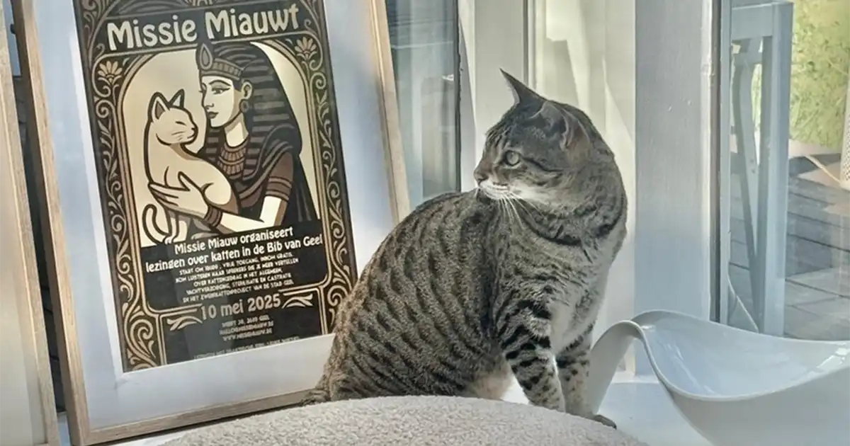 Grijze gestreepte kat zit voor een poster van VZW Missie Miauw, de dierenwelzijnsorganisatie waar Lucky Cookie uit is ontstaan