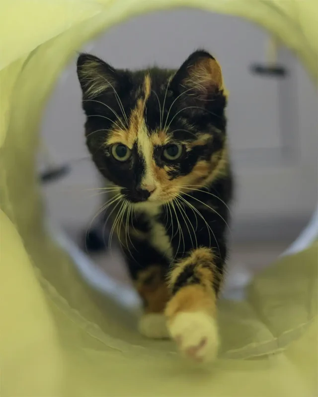 kitten in kattenkoker