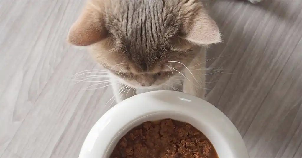 Blaasproblemen bij katten voorkomen