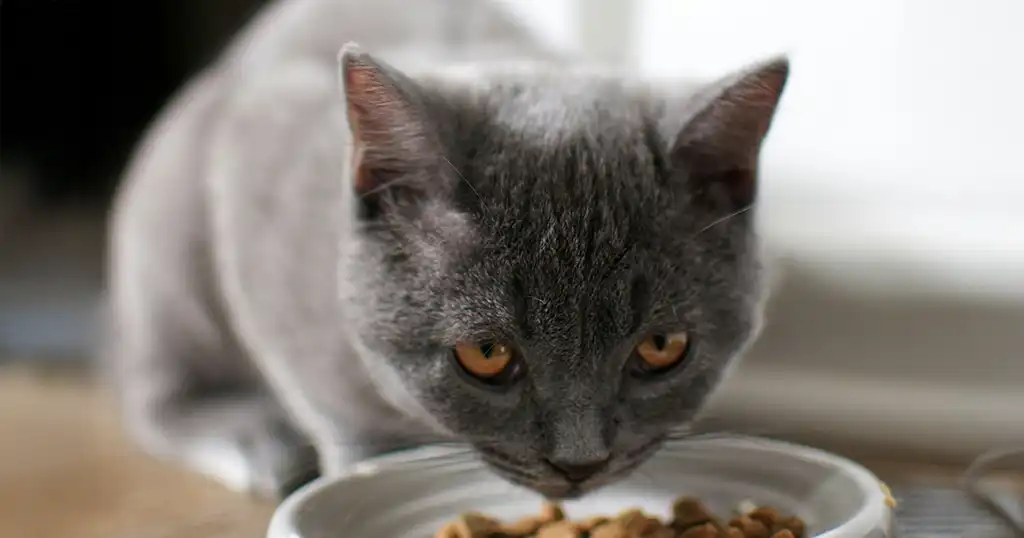 Dierlijke bijproducten in kattenvoer