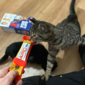 Kat eet CIAO Churu tube