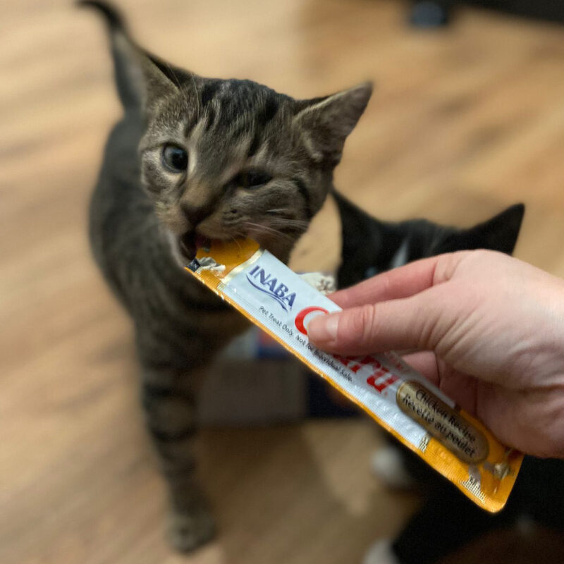 CIAO Churu Multipack Mix Zeevruchten | Likbaar kattensnoepje | 20x14g