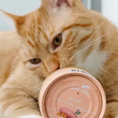 Terra Felis kattenvoer review