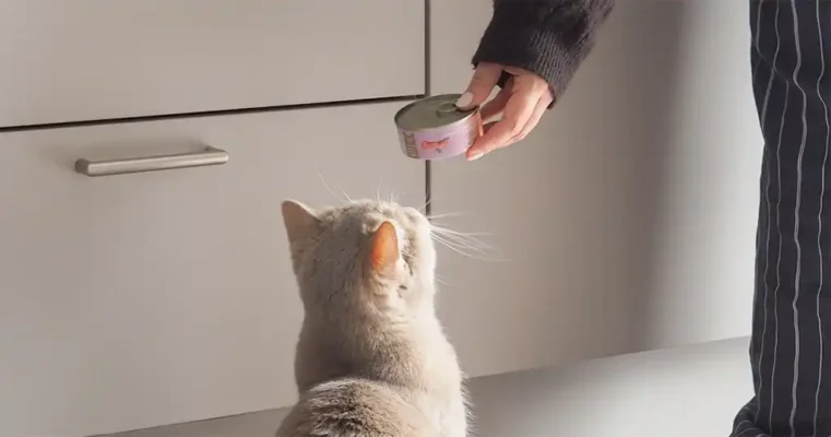 Transparantie in kattenvoer