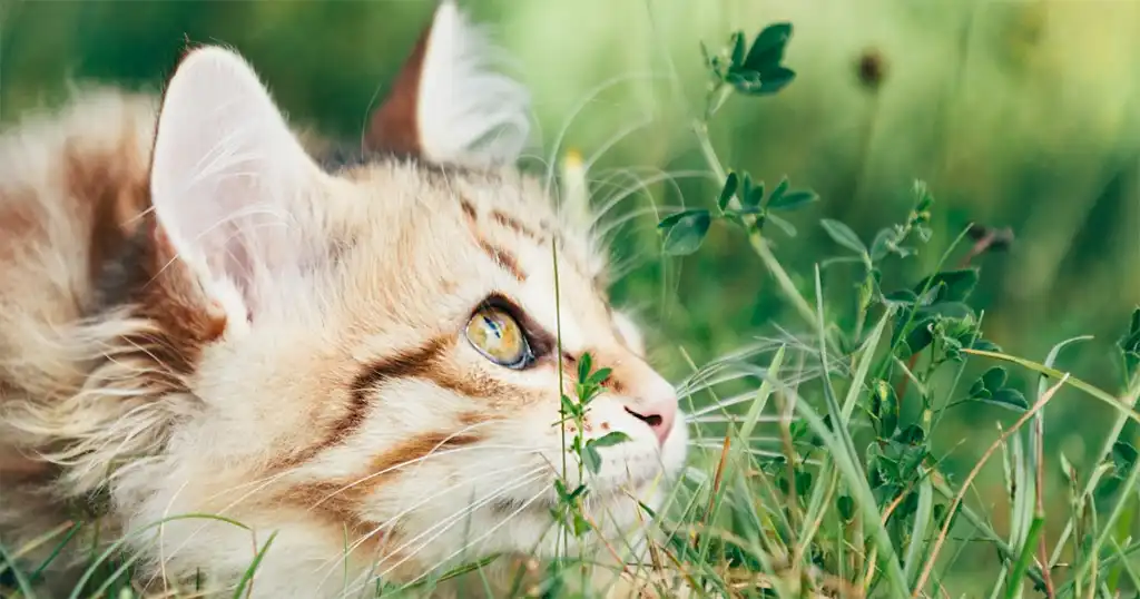 Biologisch passend kattenvoer