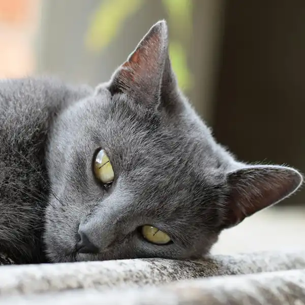 Chartreux