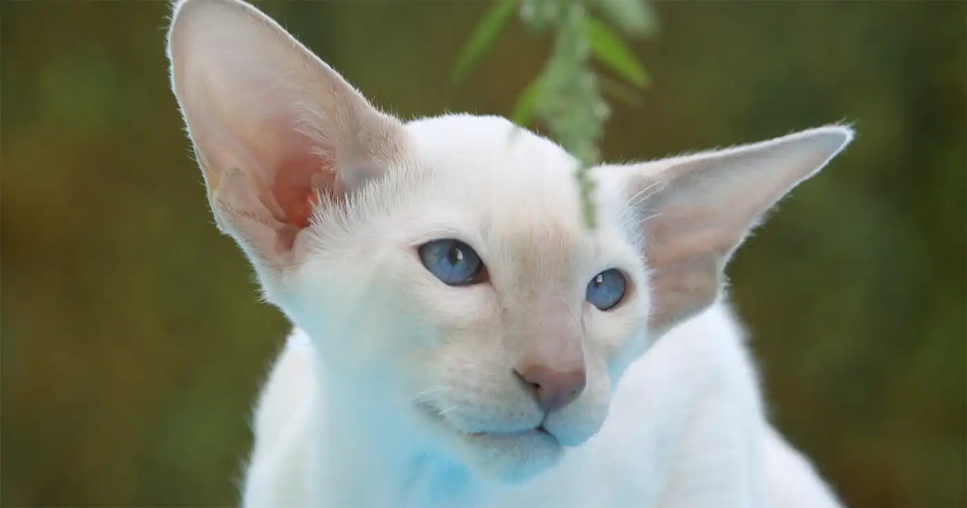 Devon Rex