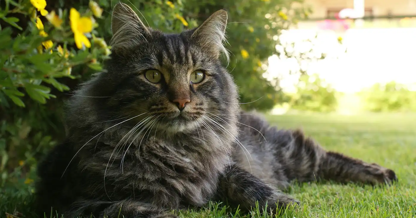 Maine Coon