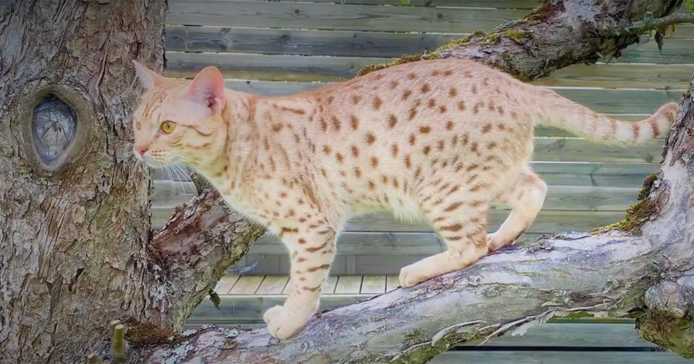 Ocicat