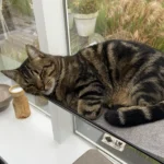 Olivia raamhangmat grijs met slapende kat