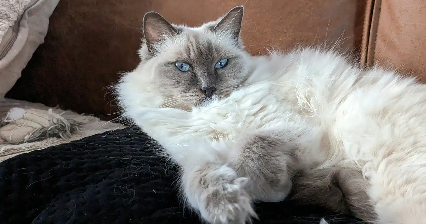 Ragdoll kat