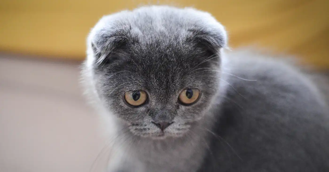 Scottish Fold