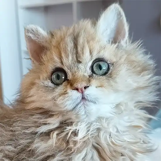 Selkirk Rex kitten