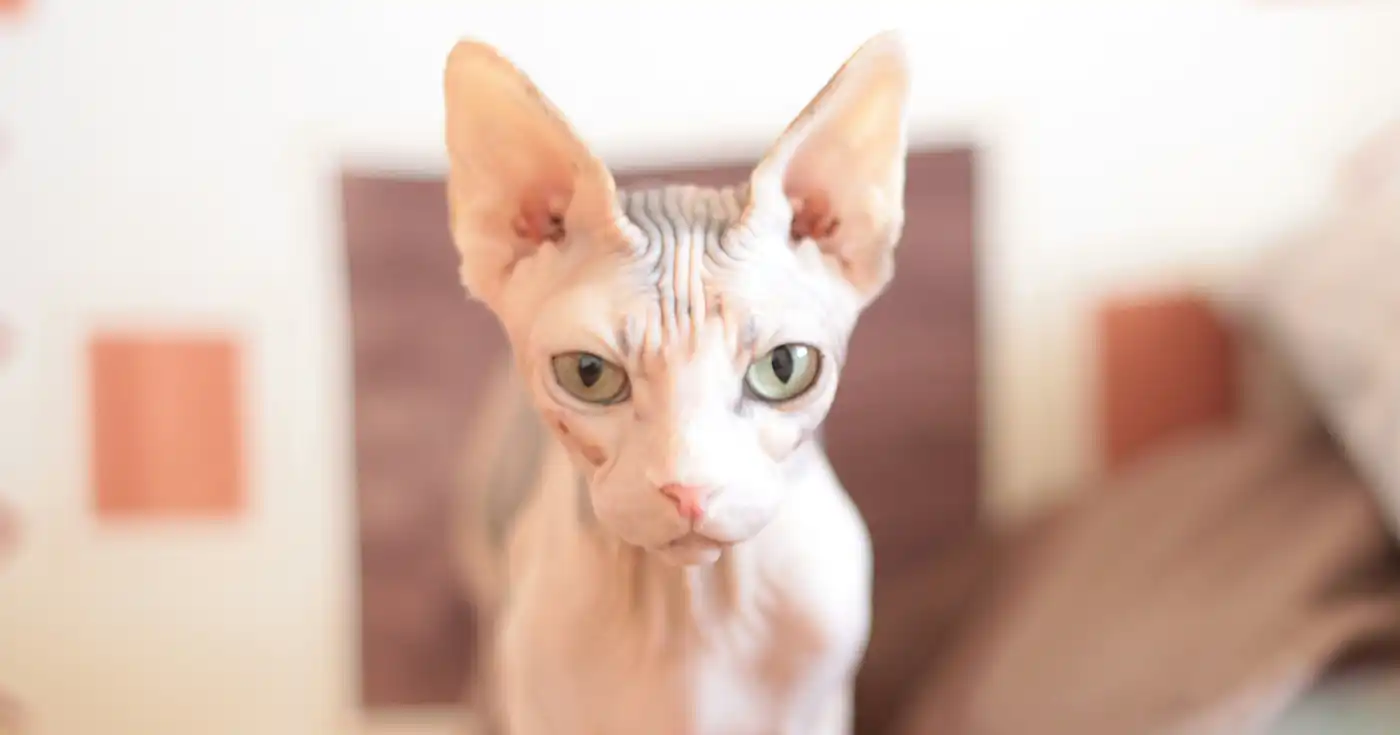 Sphynx