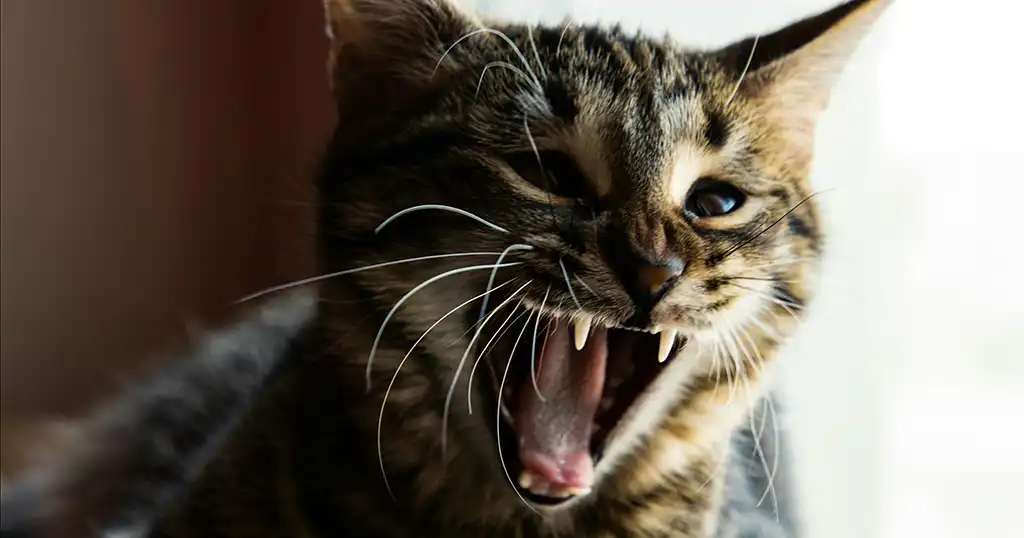 Kat miauwt extreem