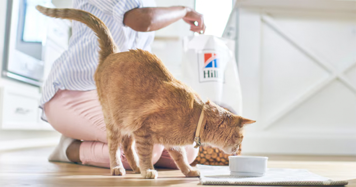 Hill's kattenvoer review